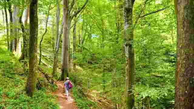 Foreste Casentinesi