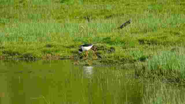 Butterfield Wetland