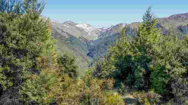 Mt. Crichton Loop Track