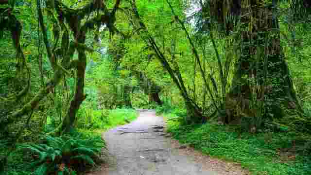 Hoh Rainforest