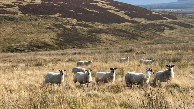 Scotland Speyside Way: Trekking & Whisky Adventure
