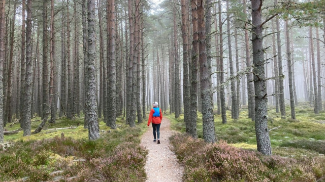 Abernethy National Nature Reserve